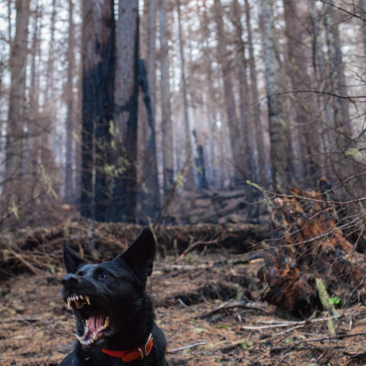“Carol Anne” by Kelly&nbsp;Curran