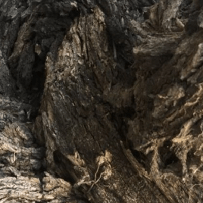 “Generational Rings of an Old Oak Tree” by Jacqueline&nbsp;Rose