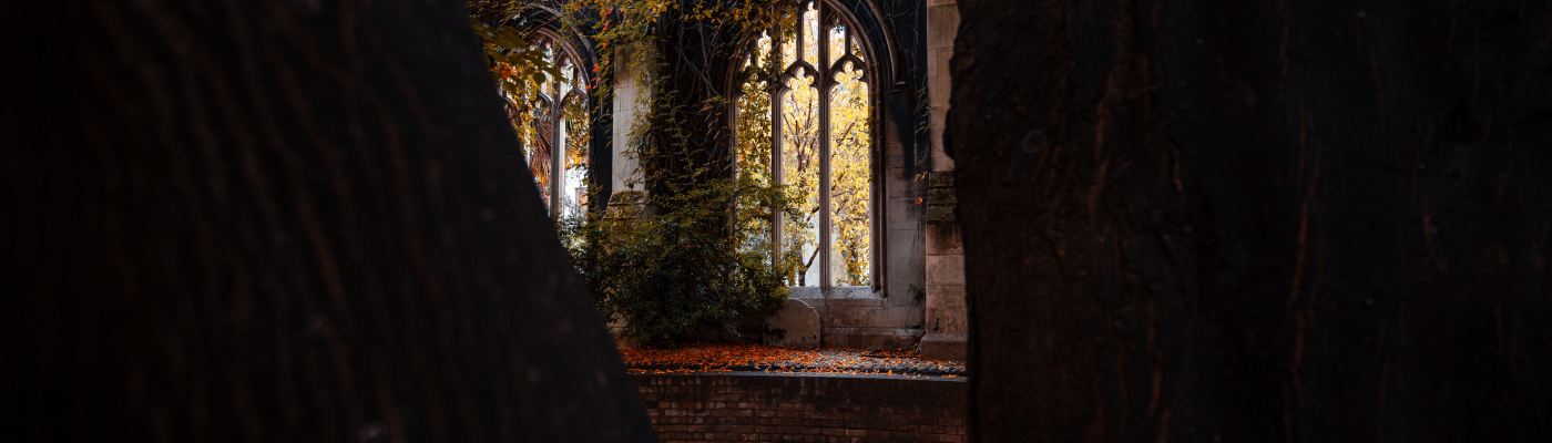 the ruins of a stone church through the trunks of trees