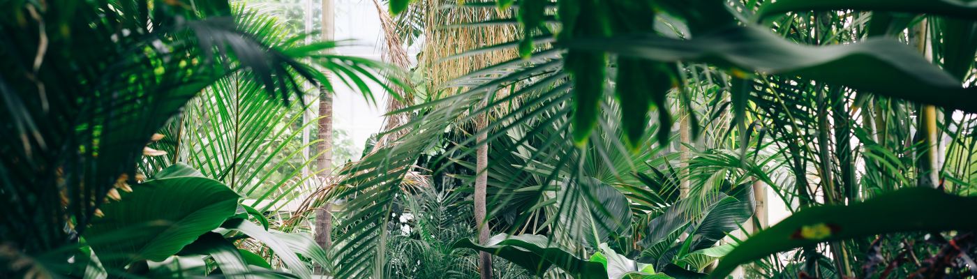 looking through a dense array of palm leaves