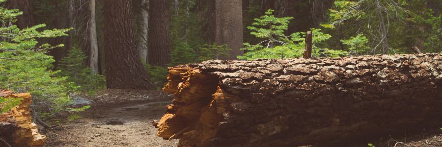 a dirt path cuts through a fallen tree in a forest