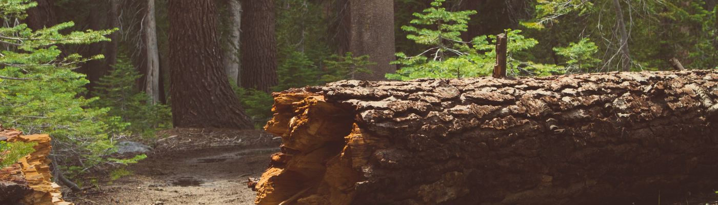 a dirt path cuts through a fallen tree in a forest