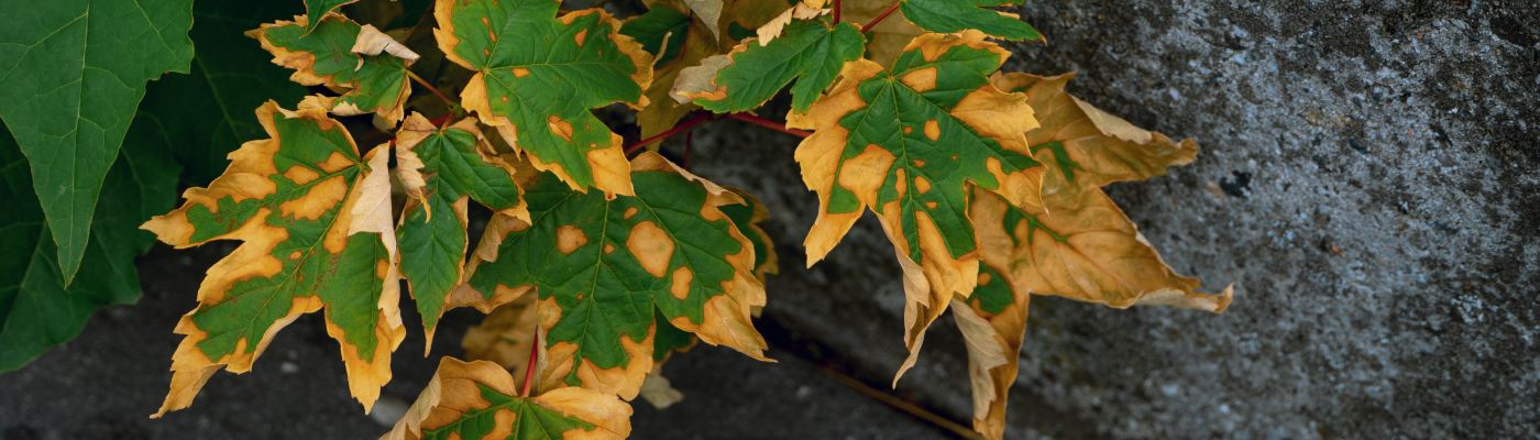 green leaves yellowing at the edges