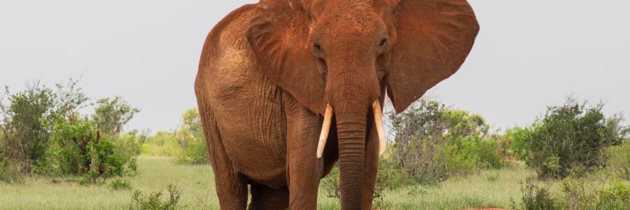 an African elephant stands facing camera with ears spread forward