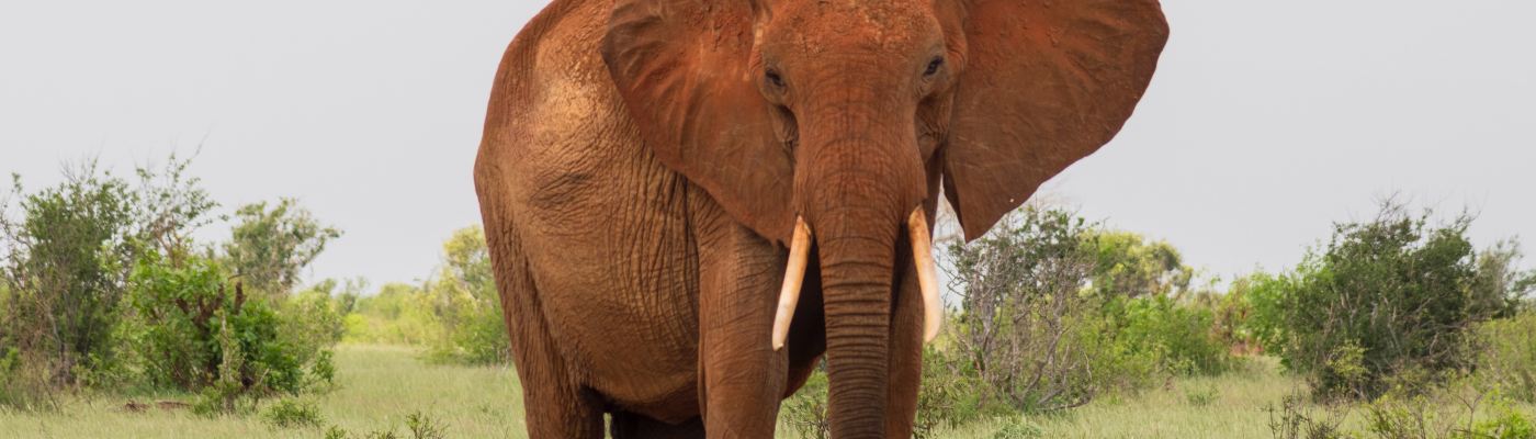 an African elephant stands facing camera with ears spread forward