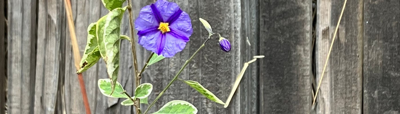 a purple flower blooms against the support of an old gray wooden fence